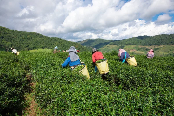 local farmer is collecting tea leaves in agricultural areas on the mountain at chiang rai Thailand