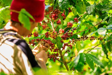 Çiftçiyi kapat Eller kahve tohumu olgunlaşmış kırmızı böğürtlen eker taze tohumlu kahve ağacı Chiang Rai Tayland 'da organik çiftlikte yetişir 
