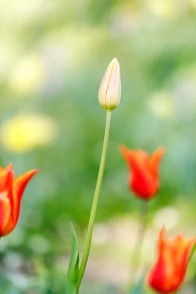 Tulipa Flores Brilhante Roxo Verde Vermelho Rosa Amarelo Branco Laranja — Fotografia de Stock