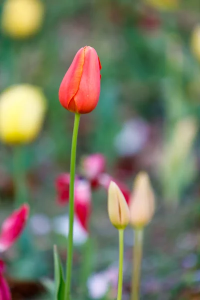 Tulipán Květy Světlé Fialové Červené Růžové Žluté Bílé Zelená Měkké — Stock fotografie