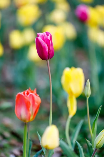 Tulipán Květy Světlé Fialové Červené Růžové Žluté Bílé Zelená Měkké — Stock fotografie