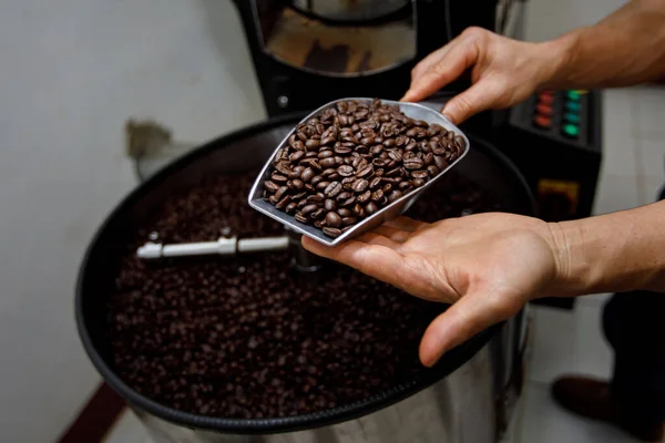 Närbild Hand Hålla Sond Färska Rostade Kaffebönor Och Spinning Maskin — Stockfoto