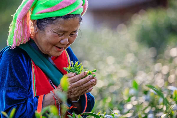 Chiangrai Thailand November 2018 Grüne Teeblätter Der Hand Alter Bäuerinnen — Stockfoto