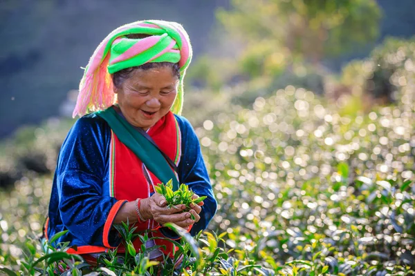 Chiangrai Thailand November 2018 Grüne Teeblätter Der Hand Alter Bäuerinnen — Stockfoto