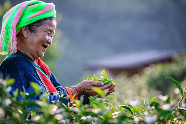 Chiangrai Thailand November 2018 Grüne Teeblätter Der Hand Alter Bäuerinnen — Stockfoto