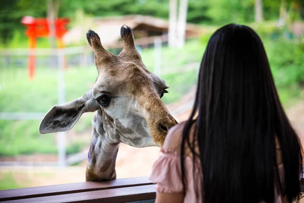 Primo Piano Colpo Testa Giraffa Nello Zoo Giovani Donne Turistiche — Foto Stock