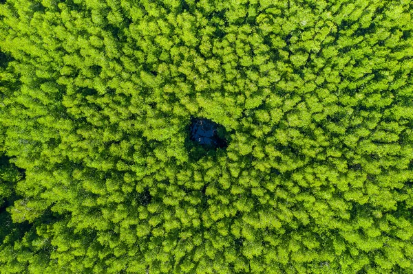 Background Abstract Green Tree Top View Small Pond — Stock Photo, Image