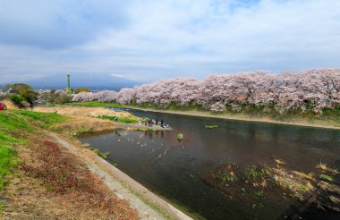 Shizuoka manzara manzarası ve Japonya 'daki Fuji Dağı geçmişiyle Sakura mevsiminin fotoğrafı.