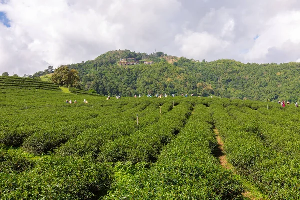 Jordbruk Grönt Jordbruksmark Område Berget Vid Chiang Rai Thailand Och — Stockfoto