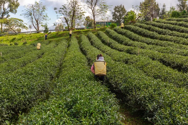 Jordbrukare Som Bär Korg Med Gröna Teblad Jordbruksområdet Berget Chiang — Stockfoto