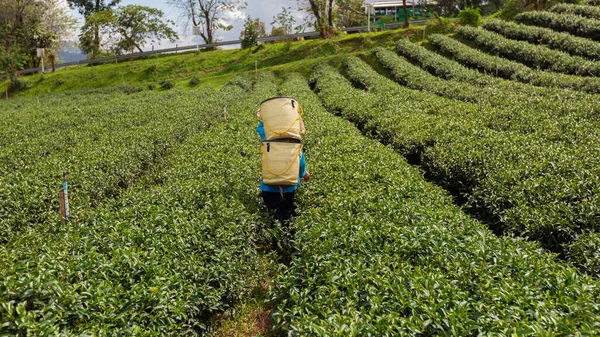 Jordbrukare Som Bär Korg Med Gröna Teblad Jordbruksområdet Berget Chiang — Stockfoto