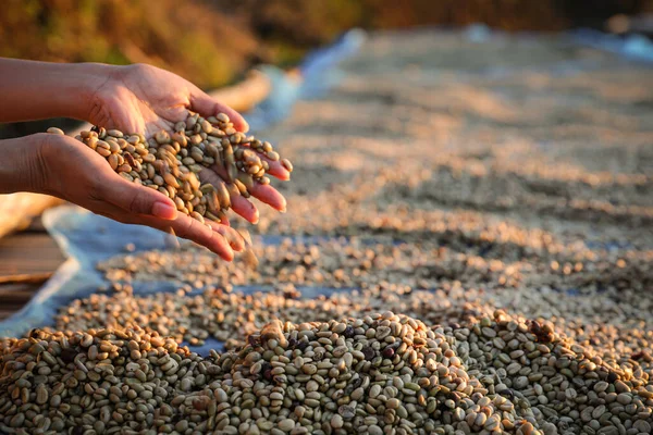 Jordbrukare Som Håller Hand Kontrollerar Torrheten Hos Kaffebönor Som Exponeras — Stockfoto