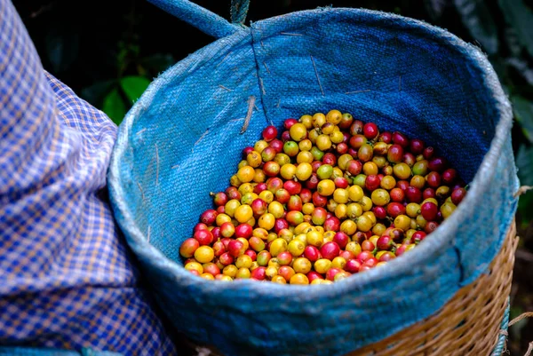 Czerwone Żółte Ziarna Kawy Wiśniowej Koszach Rolników Użytkach Rolnych — Zdjęcie stockowe