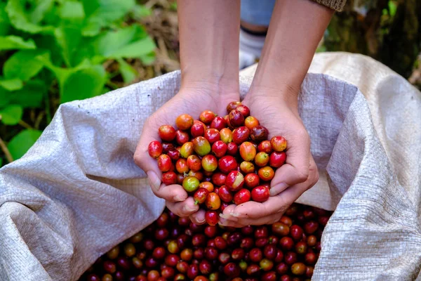 Organiczne Surowe Ziarna Kawy Wiśniowej Gospodarstwa Hodowców Rąk Kawy Tle — Zdjęcie stockowe