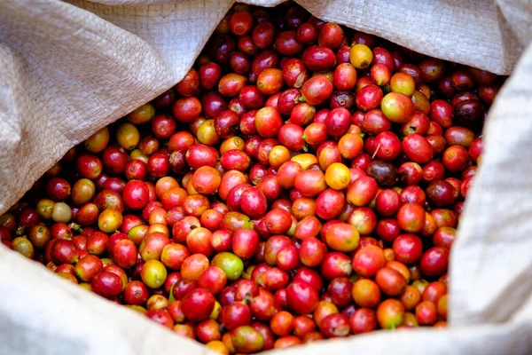 Közeli Szelektív Fókusz Nyers Cseresznye Kávébab Fehér Zsákokban Termőföldön Chiangrai — Stock Fotó