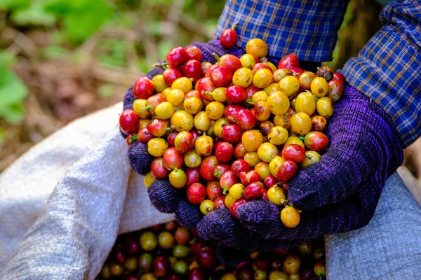 Organiczne Surowe Ziarna Kawy Wiśniowej Gospodarstwa Hodowców Rąk Kawy Tle — Zdjęcie stockowe