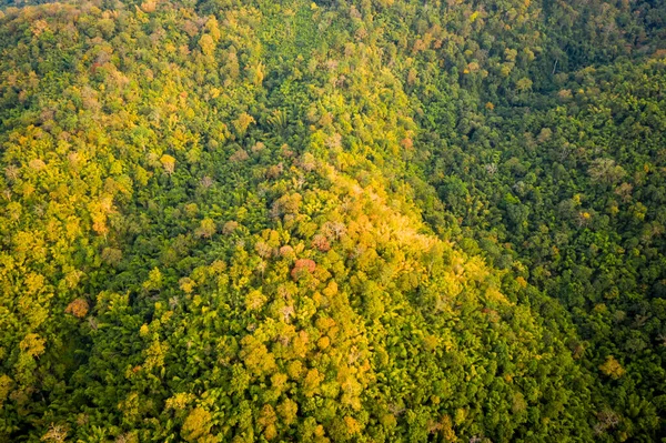 Тропический Дождевой Лес Осенью Сезон Национальном Парке Тай Прачабури Таиланд — стоковое фото
