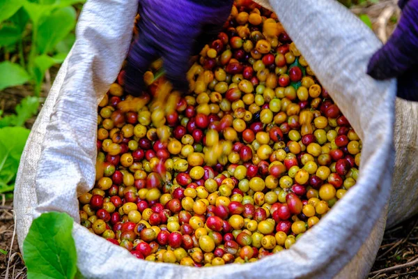 Selectieve Focus Ruwe Kersen Koffiebonen Witte Zakken Boer Hand Landbouwgrond — Stockfoto