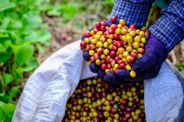 Organiczne Surowe Ziarna Kawy Wiśniowej Gospodarstwa Hodowców Rąk Kawy Tle — Zdjęcie stockowe