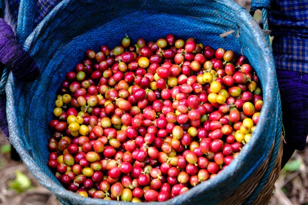 Rode Gele Kersen Koffiebonen Mand Boeren Landbouwgrond — Stockfoto