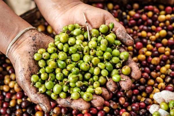 Surowa Zielona Kawa Ziarna Dłoni Czerwone Tło Kawy Zamknąć Selektywne — Zdjęcie stockowe