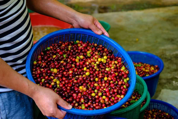 Färska Råa Kaffebönor Blå Korg Jordbrukare Hand Industrin Gemenskapen Chiang — Stockfoto