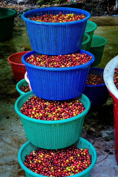 Friss Nyers Cseresznye Kávébab Kék Kosárban Gyári Közösség Chiang Rai — Stock Fotó