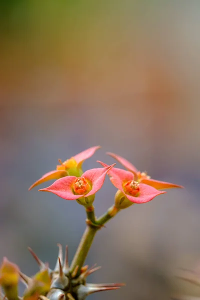 Makro Närbild Apelsin Cantus Blommor Och Selektiv Fokus — Stockfoto