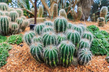 Bahçedeki kaktüs taşı çiçeği.
