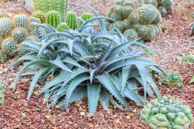 Bahçedeki kaktüs taşı çiçeği.