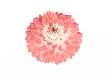 Beyaz arkaplanda beyaz bir arkaplanda çiçek mahsulü