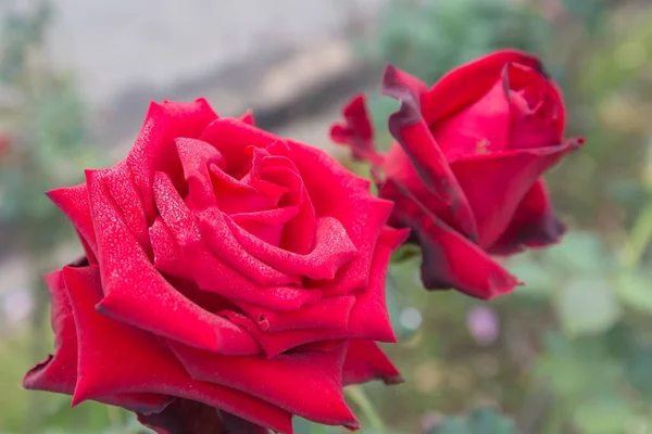 Red Roses Obviously Blur — Stock Photo, Image