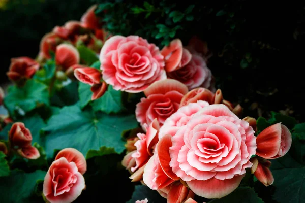 Fotografie Růžové Růže Zahradě Přirozeně Tmavé Pozadí — Stock fotografie
