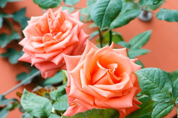 Photos Pink Roses Garden Naturally — Stock Photo, Image