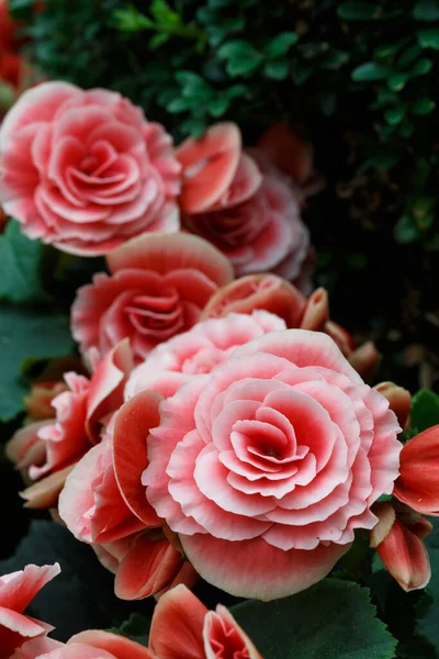 Photos Roses Roses Dans Jardin Fond Naturellement Sombre — Photo