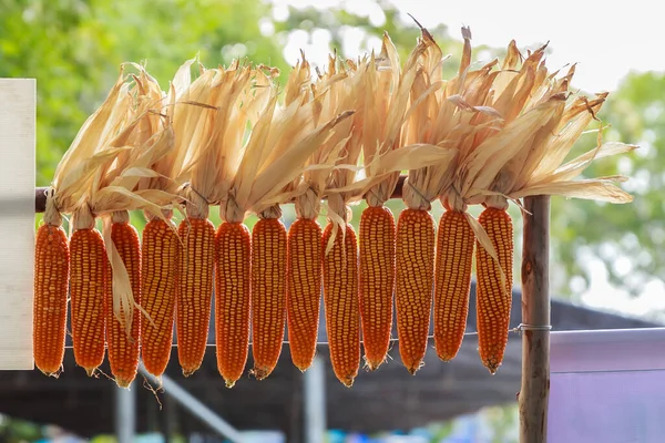 Szárított Kukorica Tárolt Faj Puha Fókusz Fotó — Stock Fotó