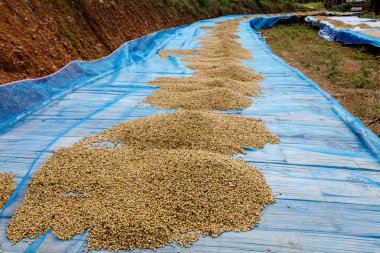 Chiang Rai 'deki tarlada kahve çekirdekleri kuruyor. Tayland' ın kuzeyindeki halk endüstrisi.