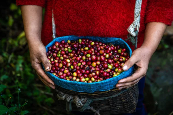 Świeże Surowe Ziarna Kawy Użytków Rolnych Koszyku Rolniczym Doi Chiang — Zdjęcie stockowe