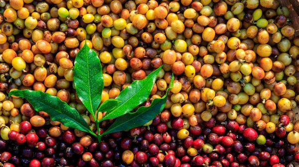 Rauwe Koffiebonen Groene Bladeren Achtergronden Abstract Bovenaanzicht — Stockfoto