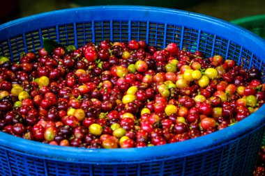 Chiang Rai Tayland 'da mavi sepetli taze kirazlı kahve çekirdekleri. 