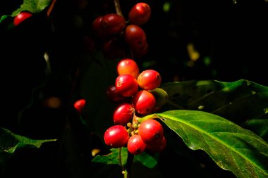 Kahve kirazlarının seçici odağı koyu arka plandaki kahve ağacının dalında.