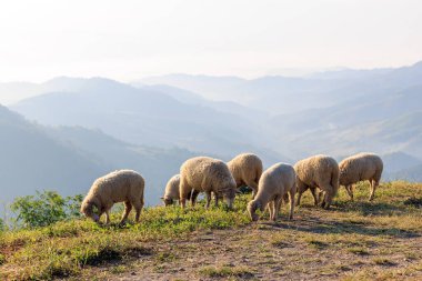 Gün doğumunda bir tepede otlayan beyaz koyun sürüsü ve arka planda dağ sisi.
