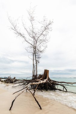 Detaylar denizde ölü kökler phi adasının kumlarında geniş açı çekimi.