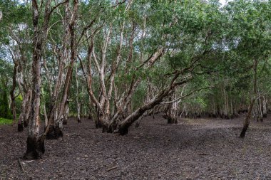 Tayland 'daki soyut mangrov orman parkı