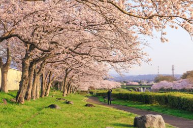 Urui nehri ve bahçe simgesi fotoğrafçı Sakura mevsimi çiçek açmış Fujinomiya Shizuoka japan
