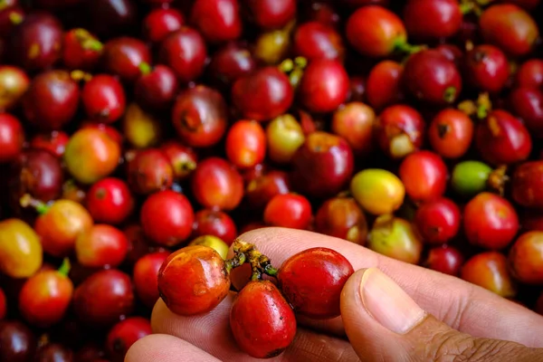 Red Cherry Koffieboon Handen Bij Fabriek Gemeenschap Chiang Rai Thailand — Stockfoto