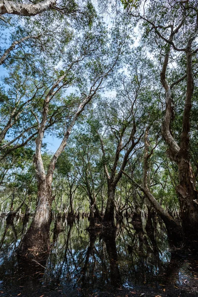 Parque Florestal Manguezais Reflexões Fluviais Tailândia — Fotografia de Stock