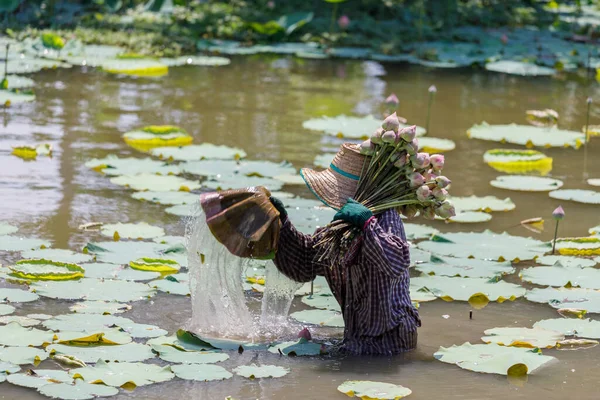農家は池に蓮を集め — ストック写真