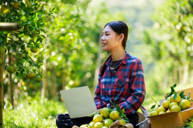 Asyalı işkadını sahibi çiftçi. Mandalina çiftliğindeki Chiang Mai Thailand 'da mandalina borsasını analiz ediyor.