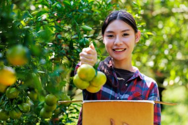Asyalı ev sahibi kadınlar meyve bahçesindeki karton kutulara mandalina koyup posta yoluyla müşterilere gönderiyorlar.